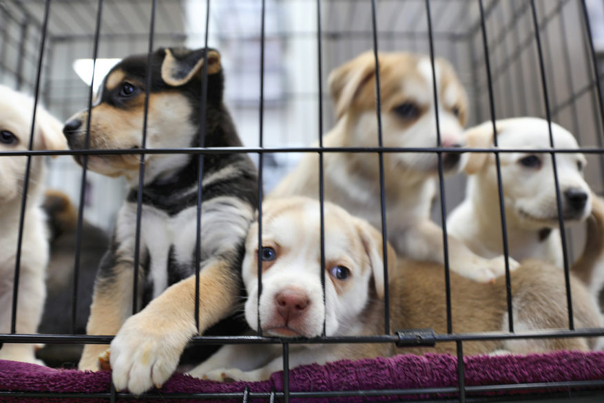 The Truth About Pet Stores