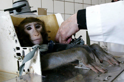 Scientists prepare a monkey for space-medicine-related testing.