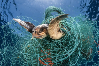 The Deadly Effects of Fishing Nets