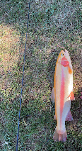 Palomino Trout caught by Nasser Abdi last trout season.