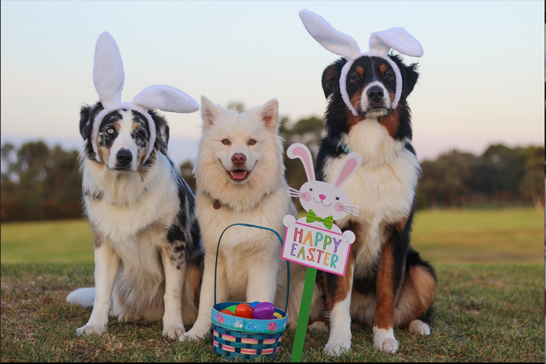 Easter+Dogs+Around+the+World