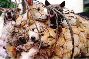 Group of dogs trapped in a cage 