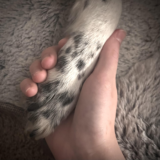 A student’s hand holding a dog’s paw.