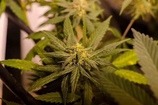 LEGAL Colorado Marijuana Grow by Brett Levin Photography is licensed under CC BY 2.0.