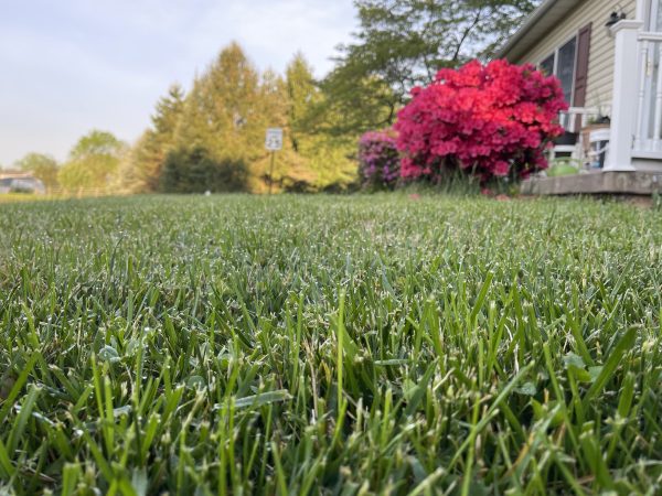 Glistening grass in Avery Stewarts yard