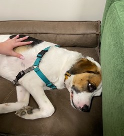 Pennridge High School therapy dog, Kebo, rests while students pet him.