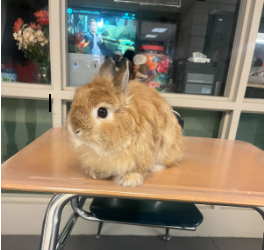 Pennridge High School's therapy animal, Merlin