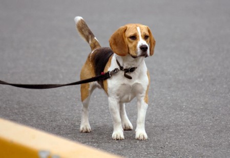 A beagle, the most commonly lab-tested animal, goes for a walk.