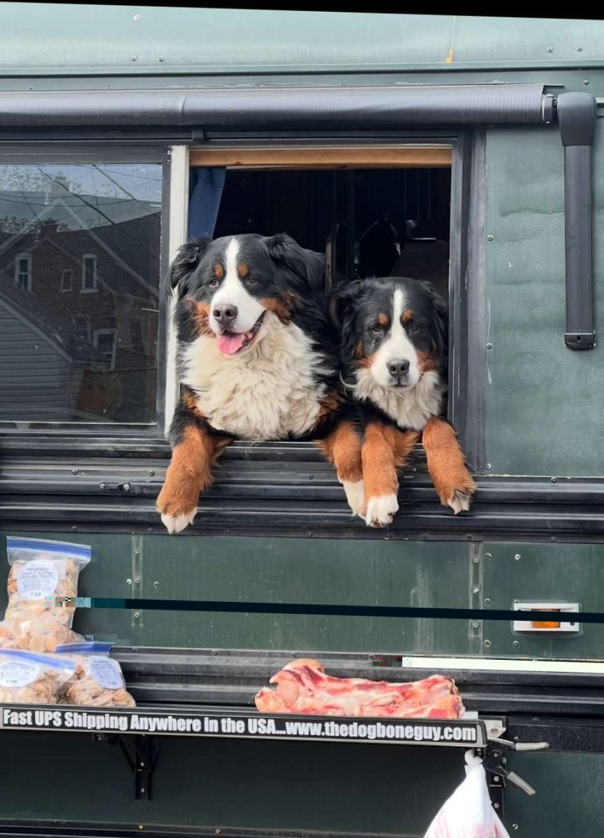 Two Bernese Mountain dogs at the Perkasie Farmers Market.