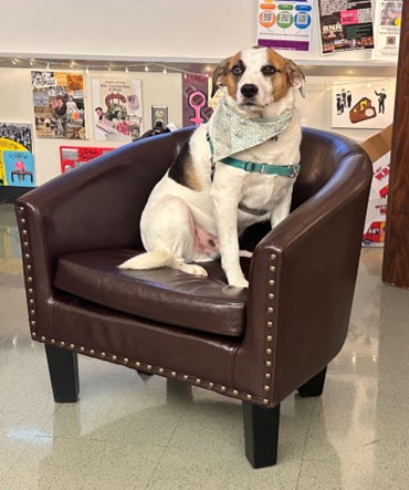 Therapy dog by day, a distinguished gentleman by chair
