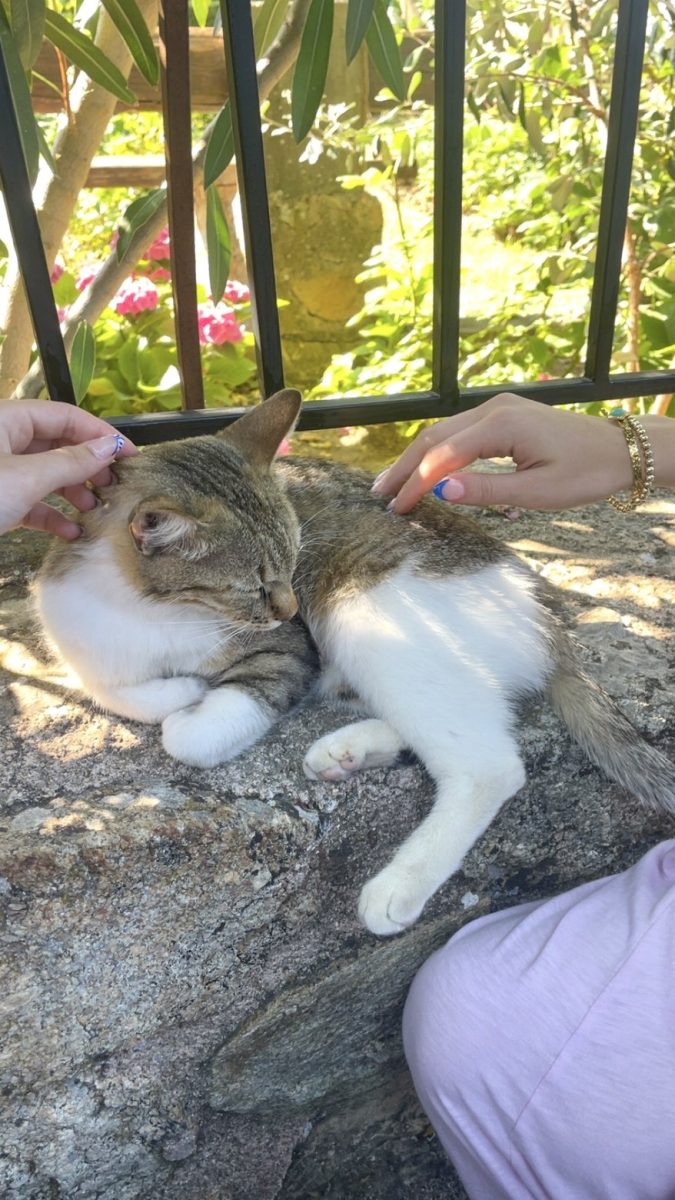A stray cat in Athens, Greece, is petted by tourists