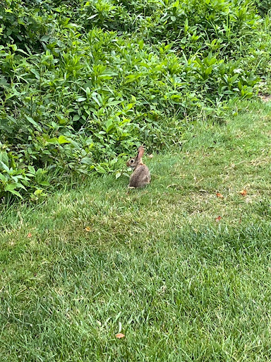 Rabbit In The Wild

