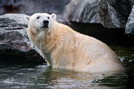 polar bear posing in the water