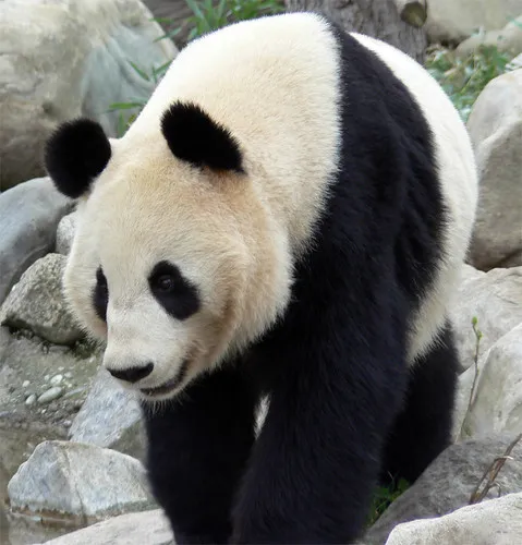 The Giant Panda has been successfully moved from the “endangered” classification to “vulnerable!”